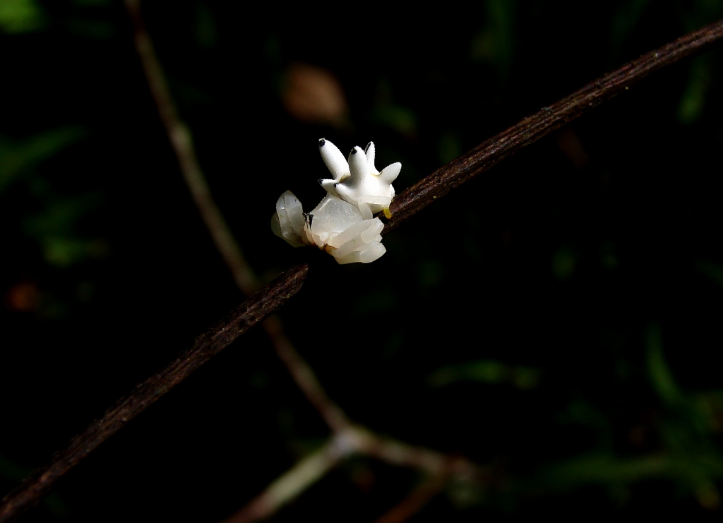 Aranha Poquemòn