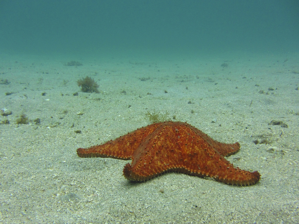 Estrela Solitária