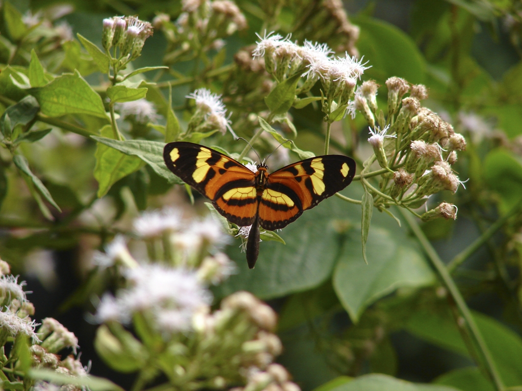 Buterfly