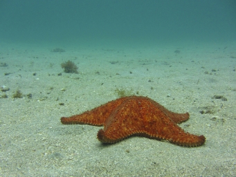 Estrela Solitária